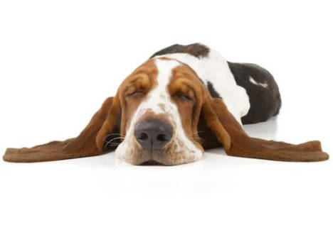 Basset hound