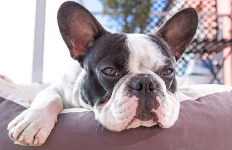 French Bulldog