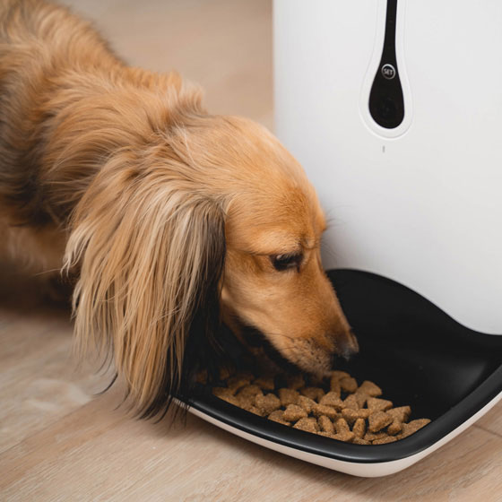 wopet automatic pet feeder