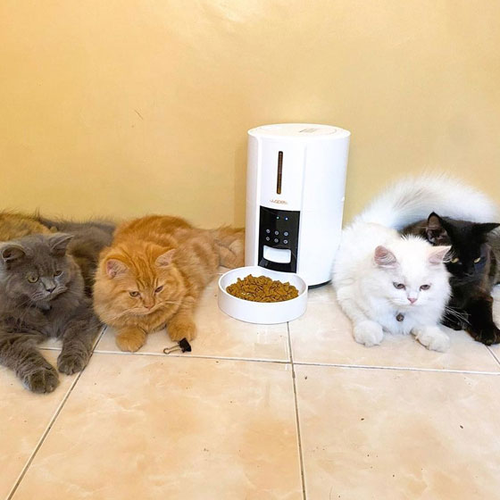 wopet cat & dog automatic feeder
