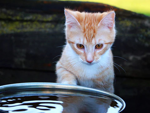 cat wants to play with running water