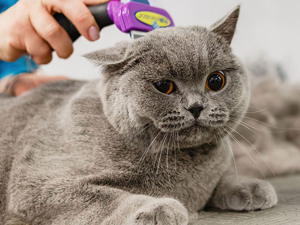 cat grooming