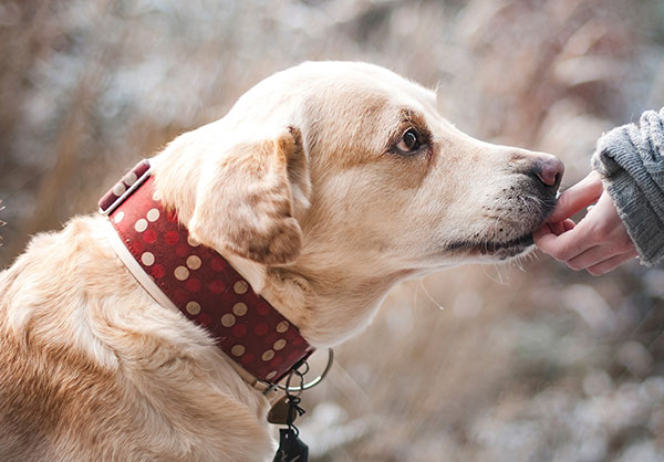 regulate dog's appetite