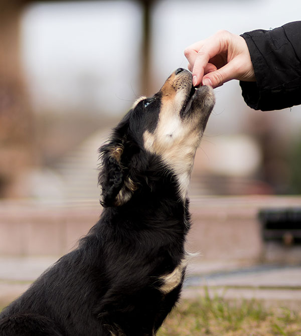 how often to feed your dog