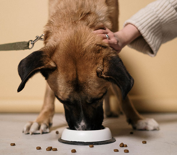 feed your dog in the morning