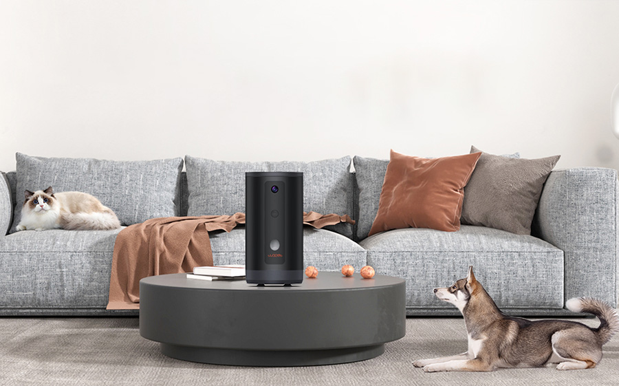 pet physical activity