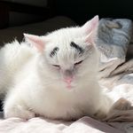 mycatwitheyebrows