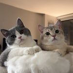 louieandtodd