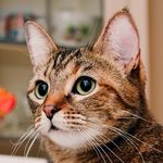 purrfectly.amber