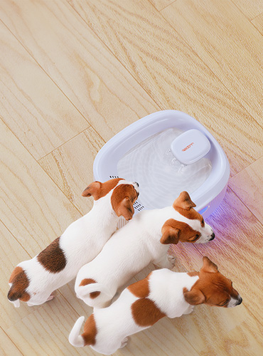 Entice Your Large Pets to Drink More Water