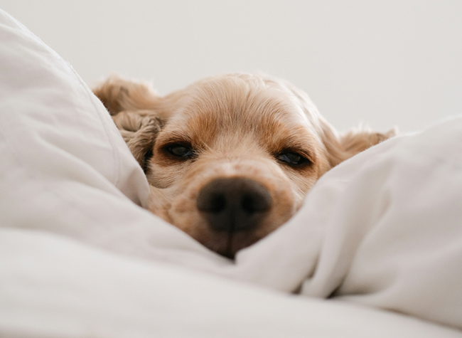 dog not getting enough exercise