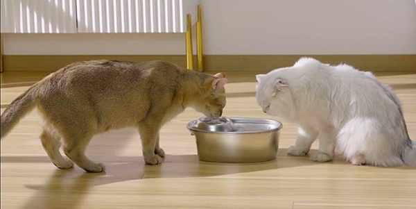 wopet cat water fountain