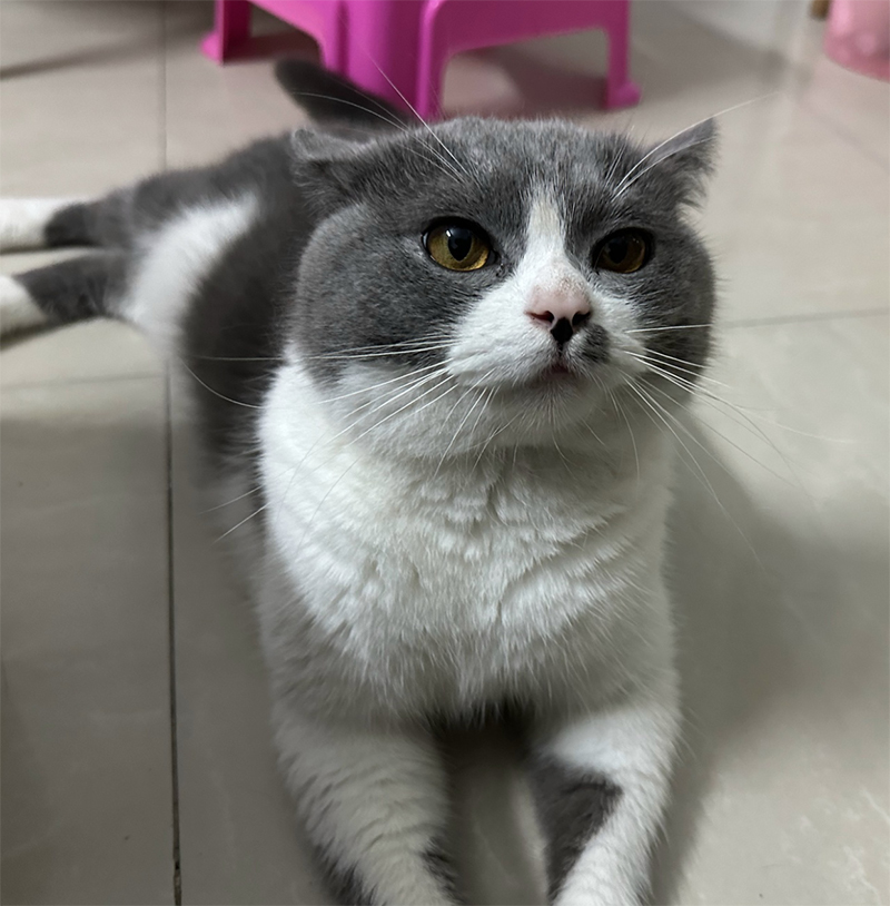 dex waiting at the door