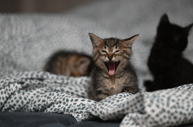 cat yawning