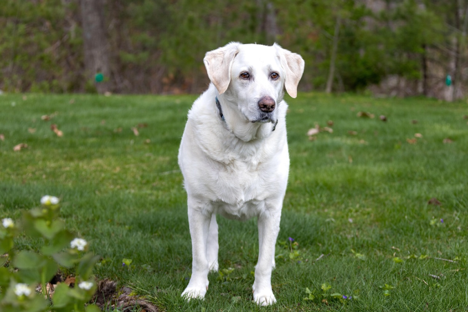 english labrador retriever in a park