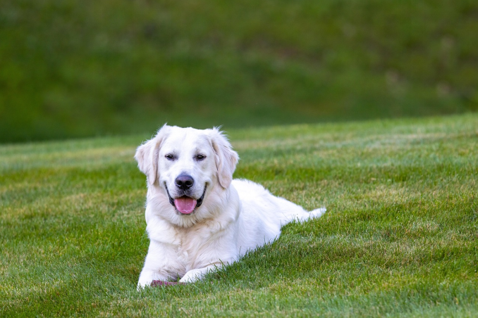 happy english labrador retriever