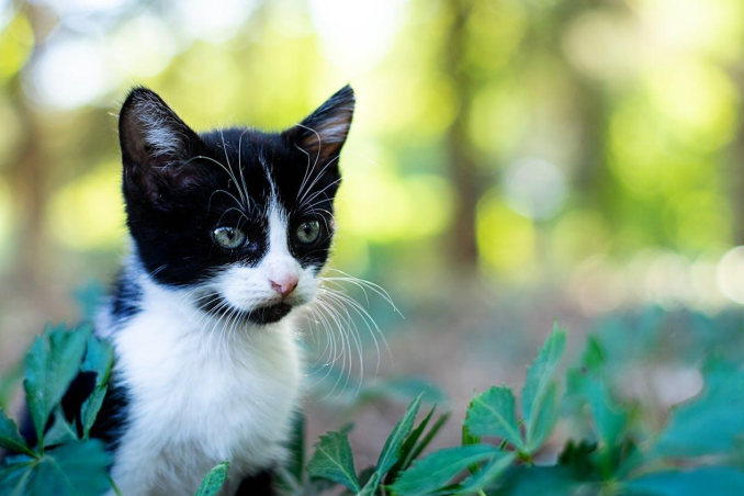 a cat sitting besides plants