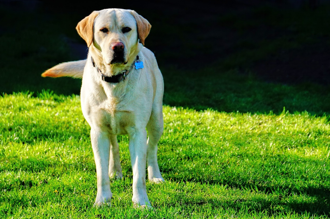 english labrador retriever
