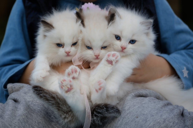 3 cute cats together