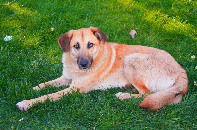 black mouth cur sitting on the grass