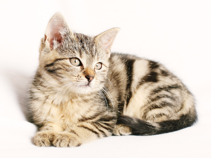 striped tabby cat