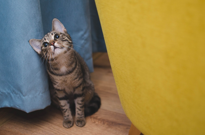 tabby cat by the curtain