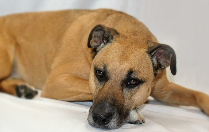 black mouth cur dog lying down