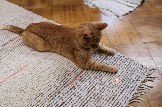 cat playing with laser light