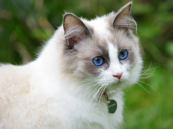 ragdoll cat