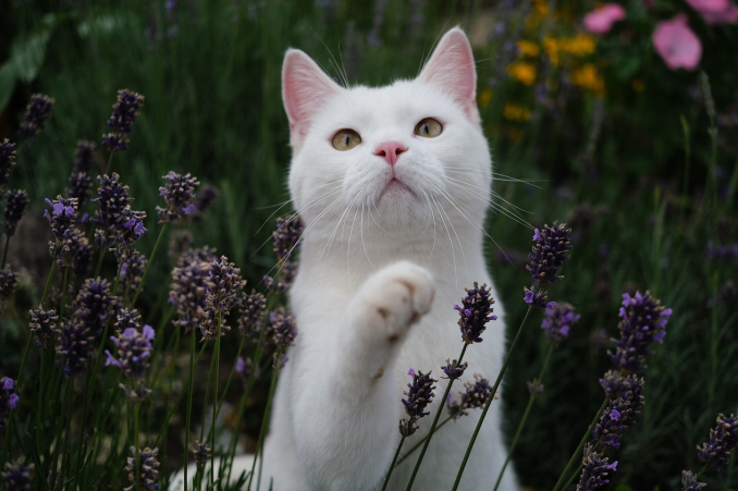 british shorthair cat