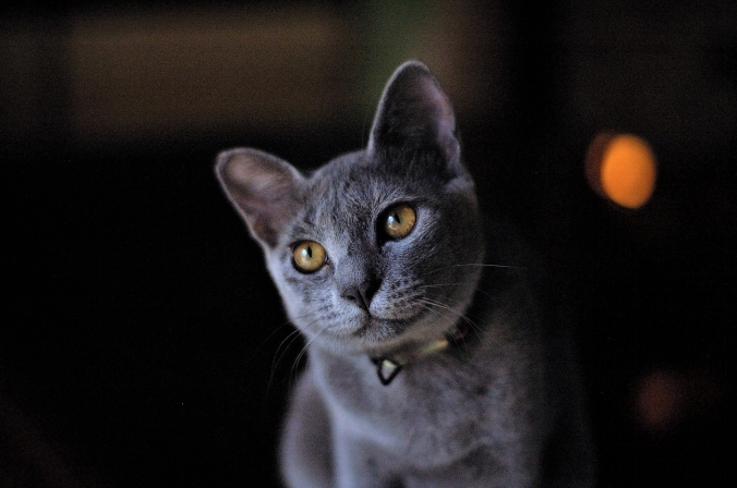 russian blue cat