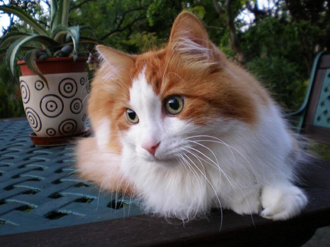 turkish angora cat