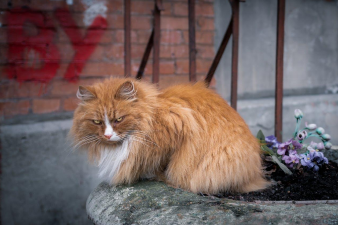 Norwegian forest cat sitting outside