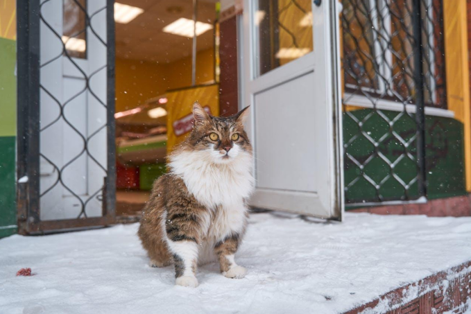 norwegian forest cat sitting beside the door