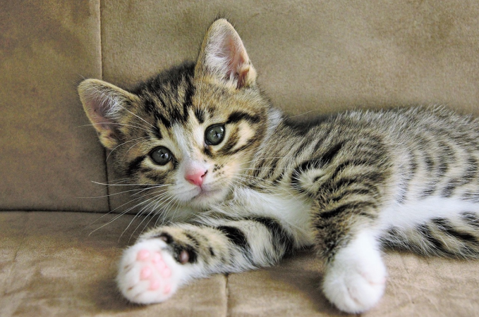 a cute tabby cat on sofa