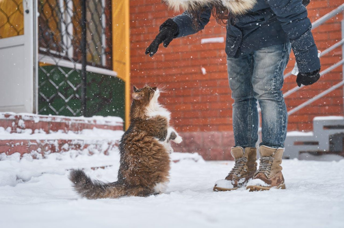 a norwegian cat in snow