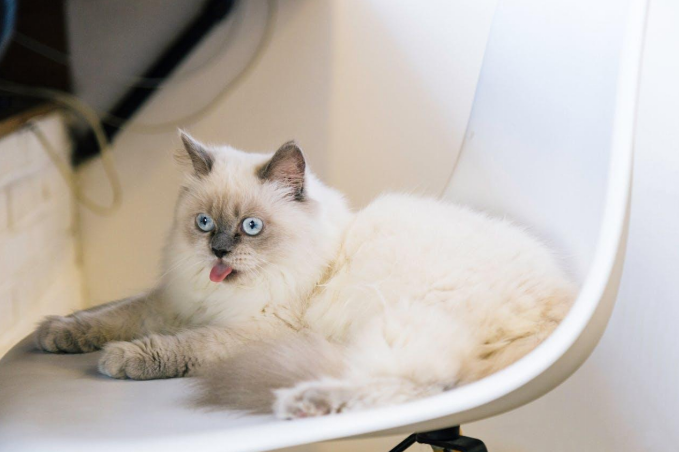 fluffy cat with tongue out