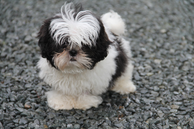 shih tzu