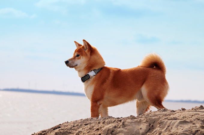 shiba inu
