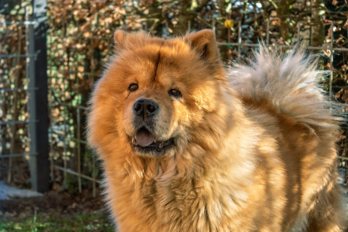 chow chow dog