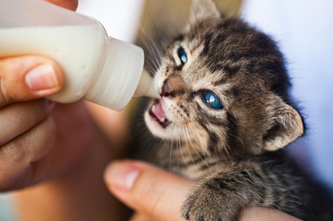 4 week old kitten feeding schedule has milk