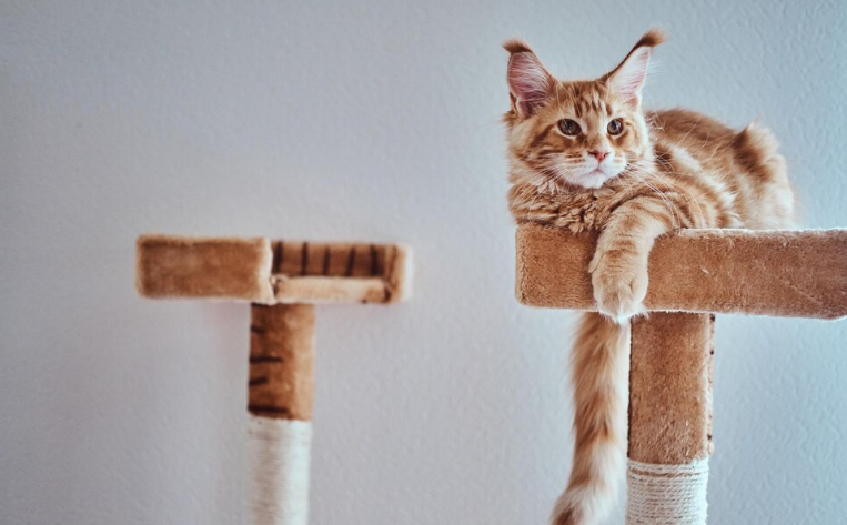 feline resting on cat shelf