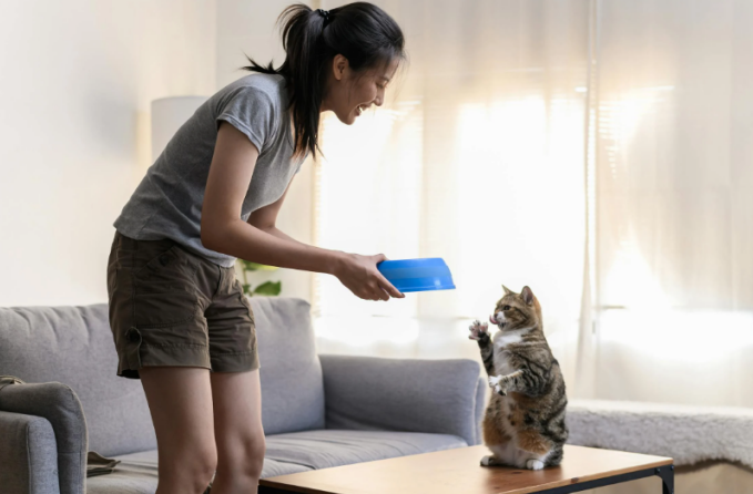 person creating a kitten feeding schedule